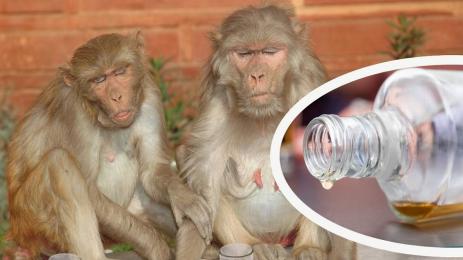 маймуни алкохол