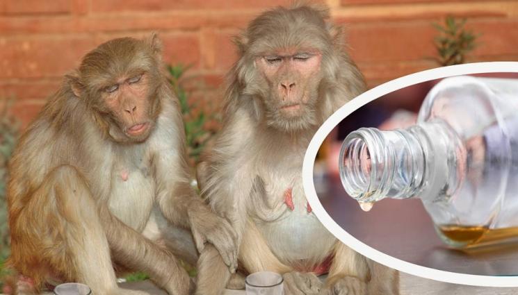 маймуни алкохол - НАЙ-НАКРАЯ: Откриха хормон, който потиска желанието на приматите да пият алкохол