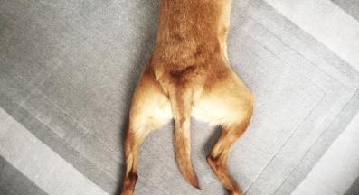 кучешка опашка