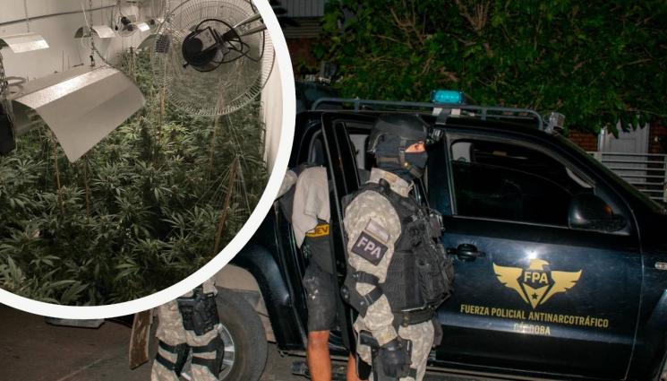 испания марихуана - НОВА МОДА: Садим българска марихуана в Испания