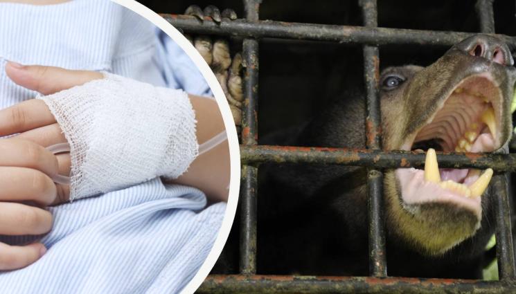 мечка дете - УЖАС: Майка провеси 3-годишното си дете и го хвърли в клетката на мечка в зоопарк (ВИДЕО)