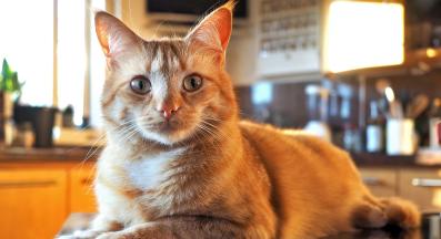 котка в кухня