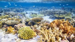 Учените направиха нов преглед на биоразнообразието в световния океан Оказва