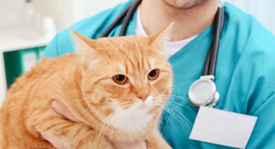 котка при ветеринар