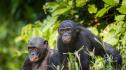 Шимпанзета помагат на учените да открият растения, които могат да се превърнат в лекарства