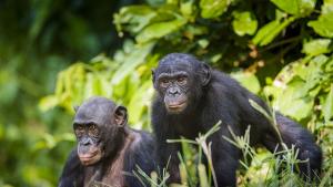 Изследване върху близо 45 шимпанзета в Националния парк Лоанго в