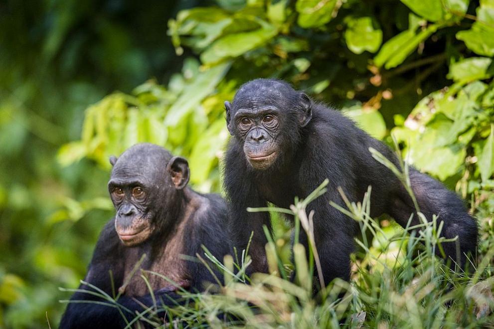 И при шимпанзетата има менопауза, показа научно изследване, съобщи АФП. 