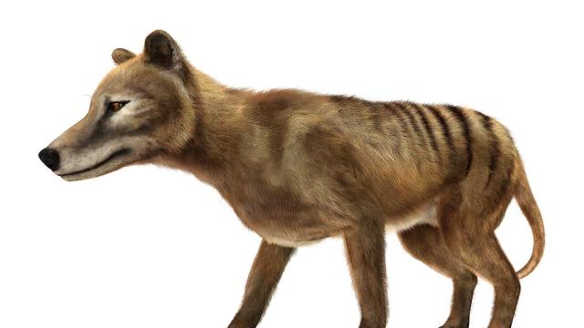 Австралийски учени ще клонират изчезналия тасманийски вълк