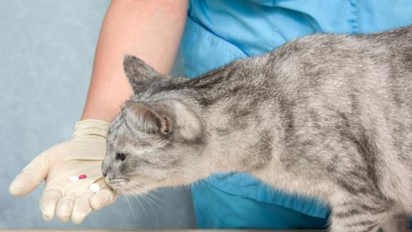 Видове вътрешни паразити при котките