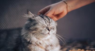 сладки котета