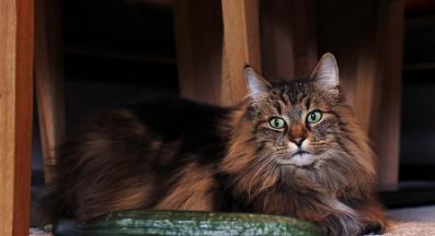 котка и краставица