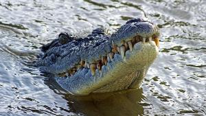 Див крокодил живял в продължение на шест години с употребявана