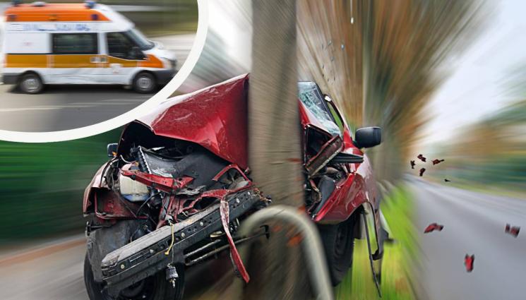 катастрофа дърво