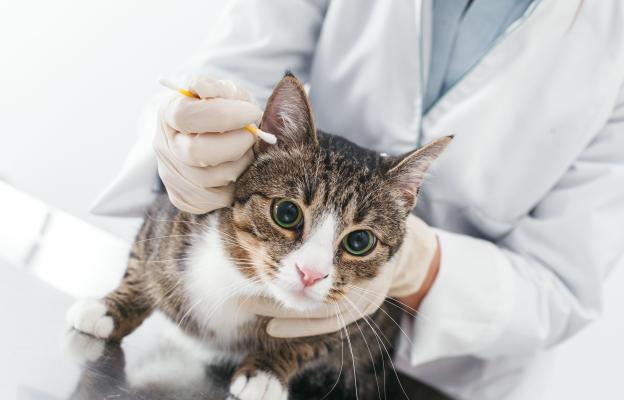 ушни инфекции при котки