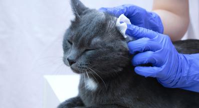 ушни инфекции при котки