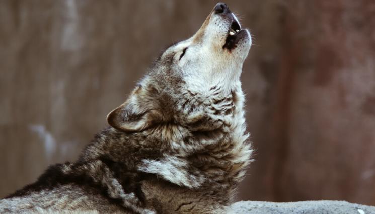 вълк - Вълк избяга от зоопарка в Хасково