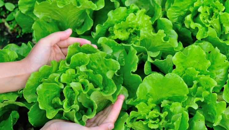 Агро - Салатата издържа до -5°C