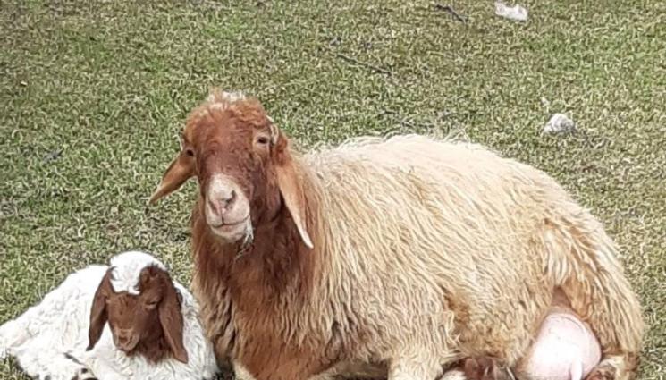 Агро - Агро Телеграф: Примамваме агнетата да ядат със CD върху фуража