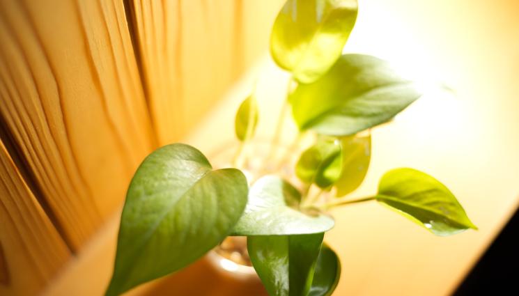 Агро - Агро Телеграф: Гледаме филодендрон в чаша вода