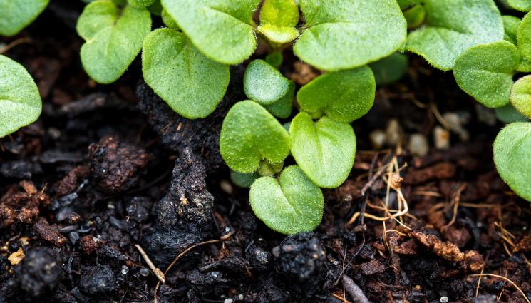 Агро - Агро Телеграф: Семената на ригана покълват под фолио