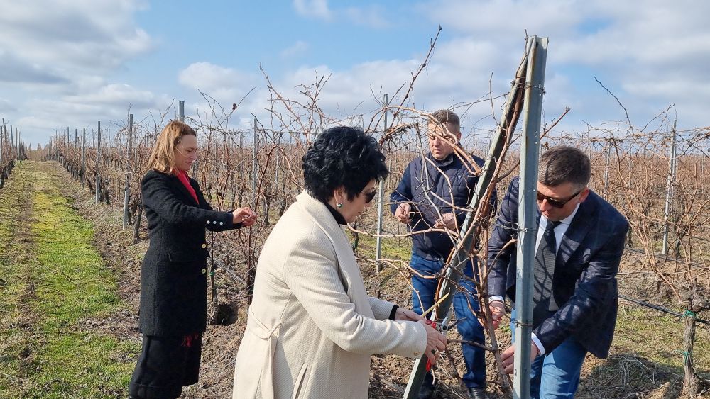 Ритуално зарязване на лозята в землището на новозагорското село Еленово