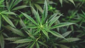 Столични полицаи разкриха голяма оранжерия за отглеждане на марихуана съобщиха