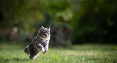 котки тичат