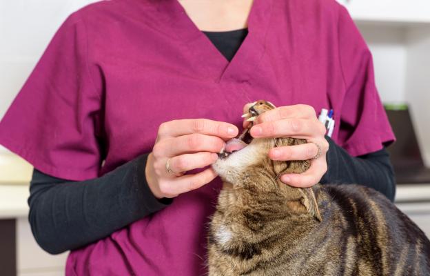 ваксини и обезпаразиняване на котка