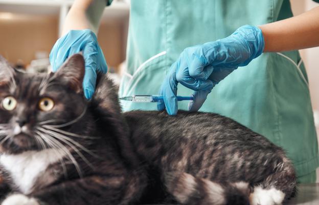 ваксини и обезпаразиняване на котка