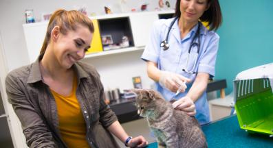 ваксини и обезпаразиняване на котка