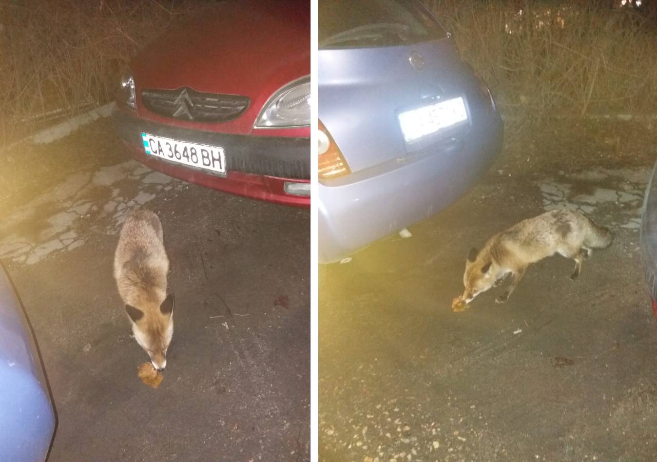 Лисици София