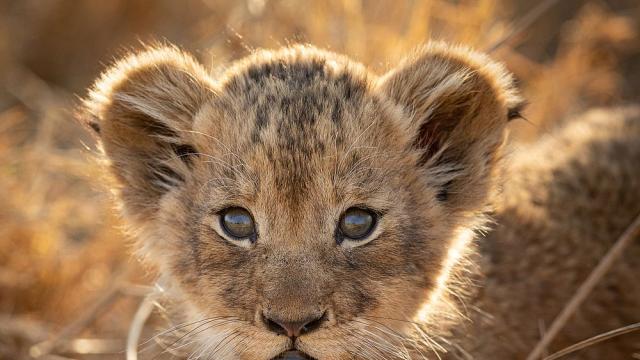 Откритото след бягство лъвче в Черна гора заминава за Южна Африка