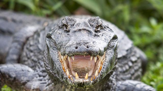 Останки от древен крокодил, изял динозавър, откриха в Австралия