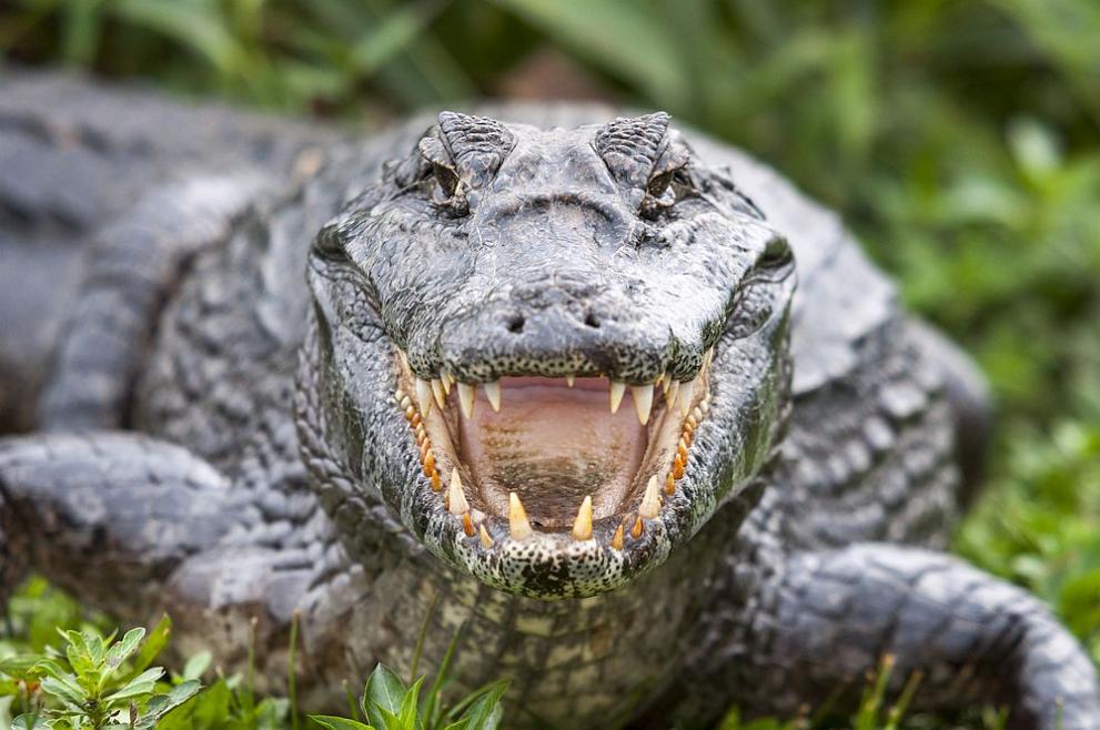 Останките от огромен древен крокодил и добре запазеното му последно