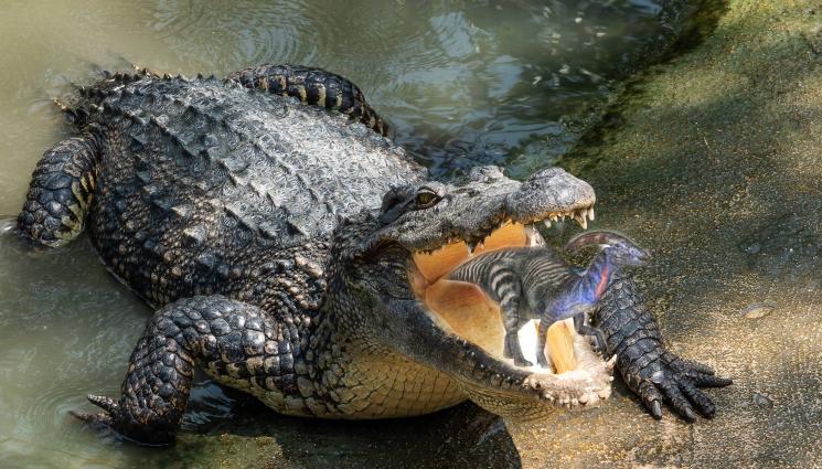 крокодл яде динозавър - Останки от древен крокодил, успял да изяде динозавър, са открити в Австралия