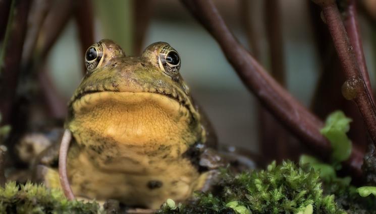 Биоритъм - БИОРИТЪМ: Присаждат кожа от жаба през 19 век