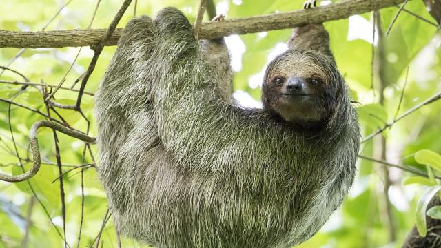 Спасиха от сигурна смърт ленивец, висящ на кабел в Колумбия (ВИДЕО)