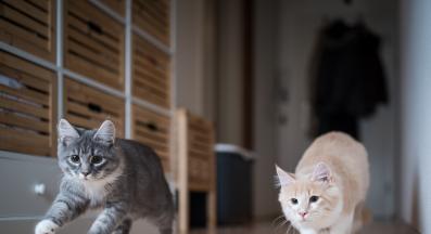 малки котета и тоалетна