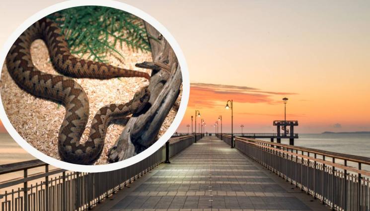 Бургас змии - ЗМИЙСКА АТАКА: Екзотични влечуги нападат Бургас