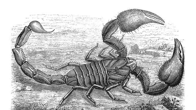 Гигантски скорпион отпреди 252 милиона години откриха в Австралия