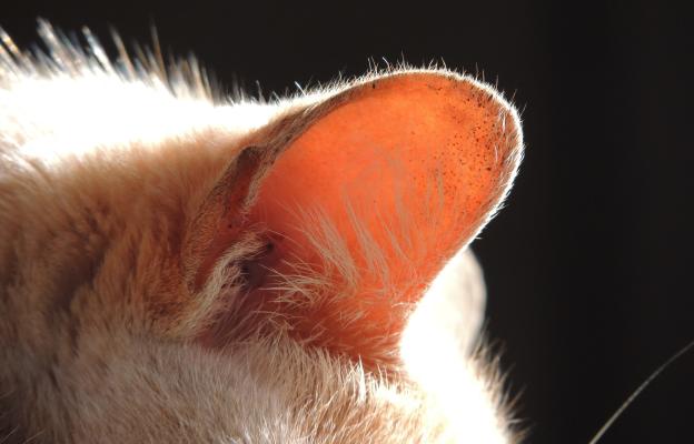 котки и техните уши
