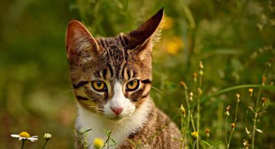 котки и техните уши