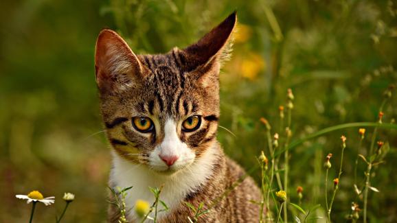Какво не знаете за котешките уши