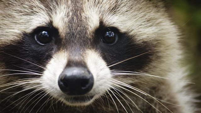 Енот падна през тавана в студентски стол (ВИДЕО)