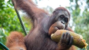 Орангутаните могат да издават по два отделни звука едновременно подобно