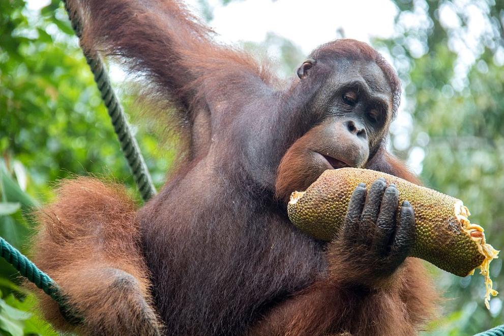 Орангутаните могат да издават по два отделни звука едновременно, подобно