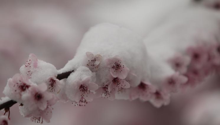 Агро - Агро Телеграф: Овошките цъфтят заради високите температури