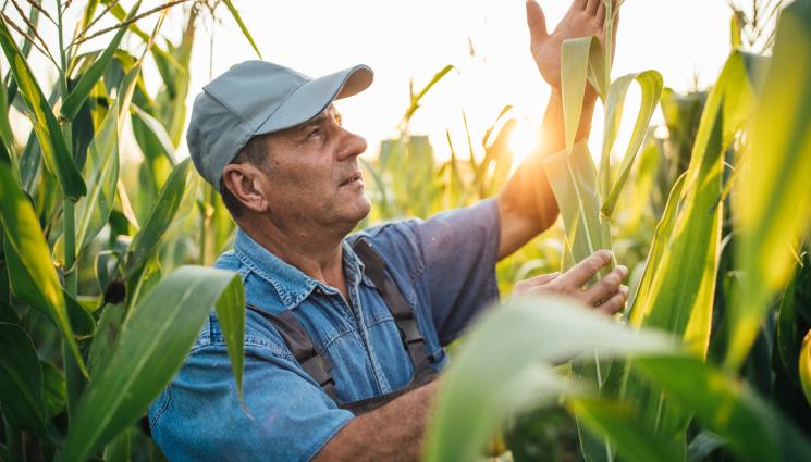 Агро - Агро Телеграф: Садим копър и краставица до царевицата