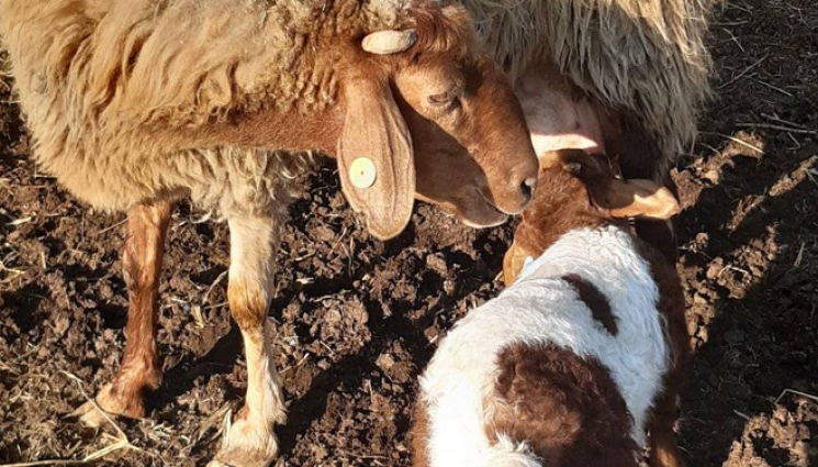 Агро - Агро Телеграф: Храним агнето по пет пъти на ден