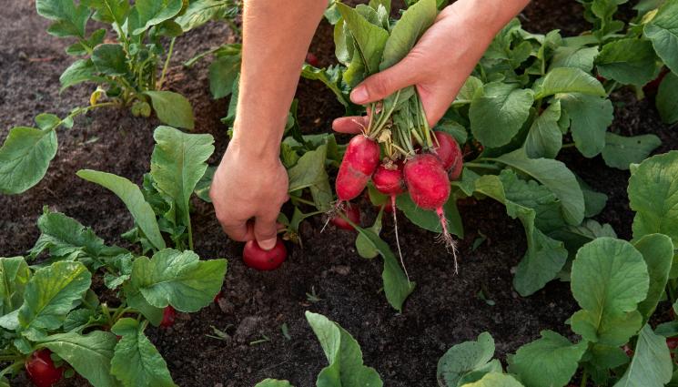 Агро - Агро Телеграф: Кореноплодите не обичат яйчените черупки